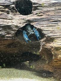 Baby cherax pulcher gambero di fiume