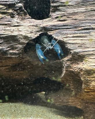 Baby cherax pulcher gambero di fiume
