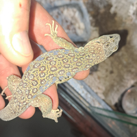 Timon lepidus maschio