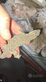 Timon lepidus maschio