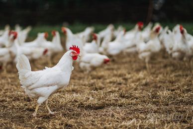 Galline ovaiole