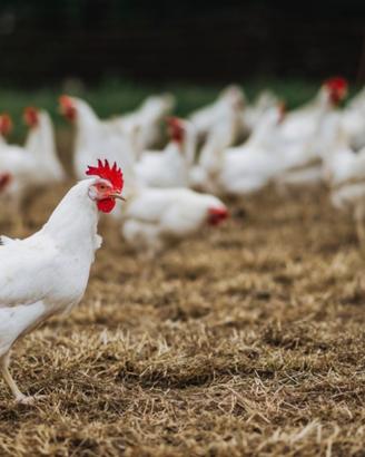 Galline ovaiole