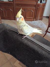 Calopsitta allevata a Mano