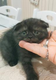 Scottish Fold