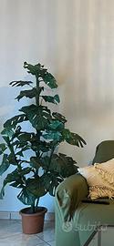 Monstera finta