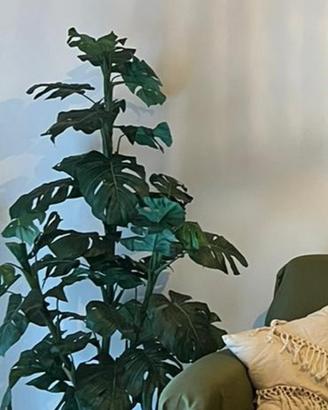 Monstera finta