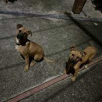 Pastore belga pitbull