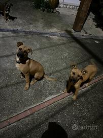 Pastore belga pitbull