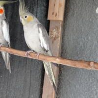 Pappagalli calopsite