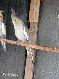 Pappagalli calopsite