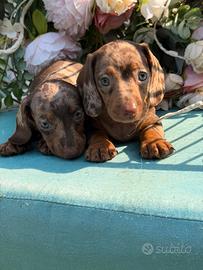 Cuccioli di bassotto
