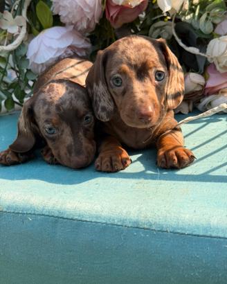 Cuccioli di bassotto
