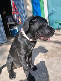 CANE CORSO FEMMINA Cucciola