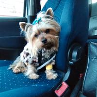 Yorkshire disponibile per monta (maschio)
