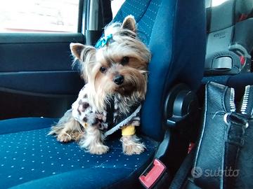 Yorkshire disponibile per monta (maschio)