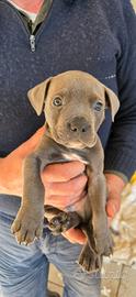 Cuccioli di pitbull