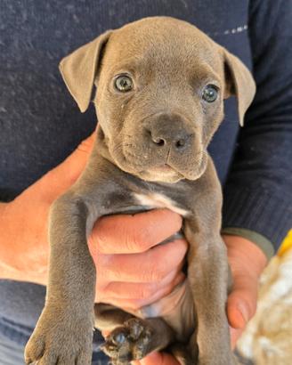 Cuccioli di pitbull