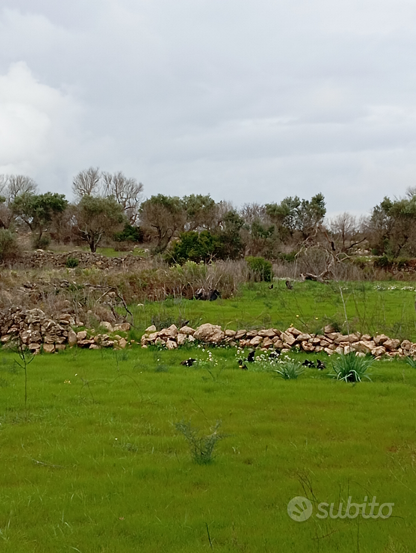Terreno agricolo - Vista 4