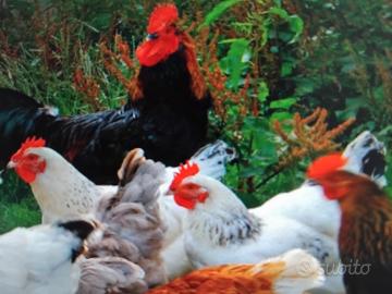 Gallo e gallina