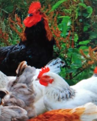 Gallo e gallina