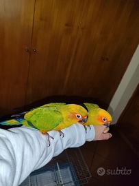 Coppia conuri del sole ?