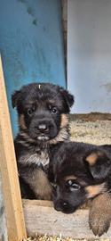 cuccioli pastore tedesco 60 gg