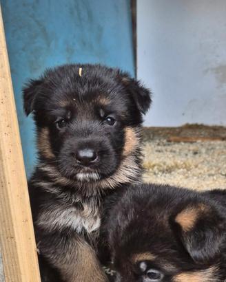 cuccioli pastore tedesco 60 gg