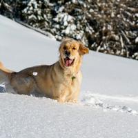 Femmina di Golden Retriever per accoppiamento