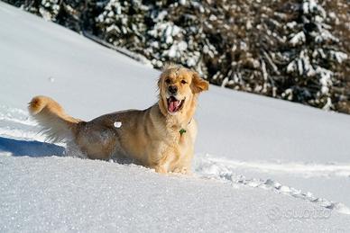 Femmina di Golden Retriever per accoppiamento