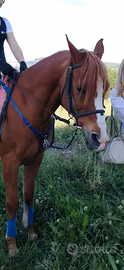 Cavallo quarab