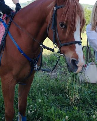 Cavallo quarab