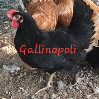 Gallibe Ovaiole Nere Rosse Bianche Grigie