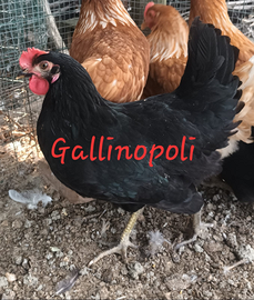 Gallibe Ovaiole Nere Rosse Bianche Grigie