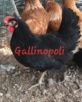 Gallibe Ovaiole Nere Rosse Bianche Grigie
