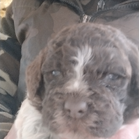 Lagotto romagnolo