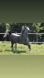 Fattrice ARABA buona genealogia per allevamento