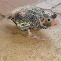 Pappagalli pullo di calopsite