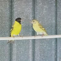 Femmina lucherino testa nera topazio