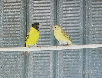 Femmina lucherino testa nera topazio