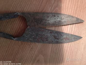 Forbice da pastore da collezione.