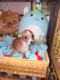 Incrocio tra pincher e chihuahua toy