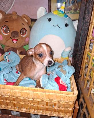 Incrocio tra pincher e chihuahua toy