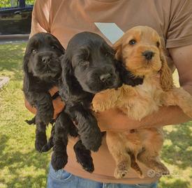 Cuccioli neri cocker spaniel pedigree enci