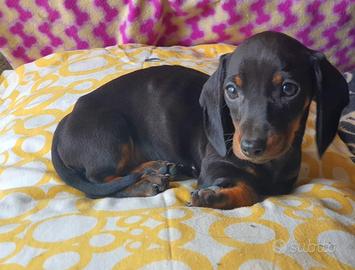 Bassotto kaninchen
