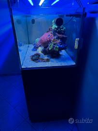 acquario tropicale