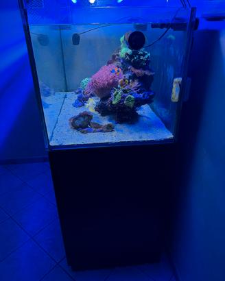 acquario tropicale