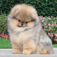 Spitz di Pomerania con Pedigree