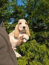 Cuccioli bassethound