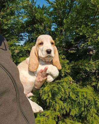 Cuccioli bassethound