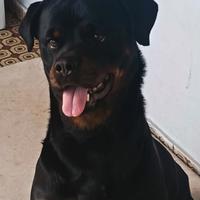 Rottweiler femmina di 3 anni